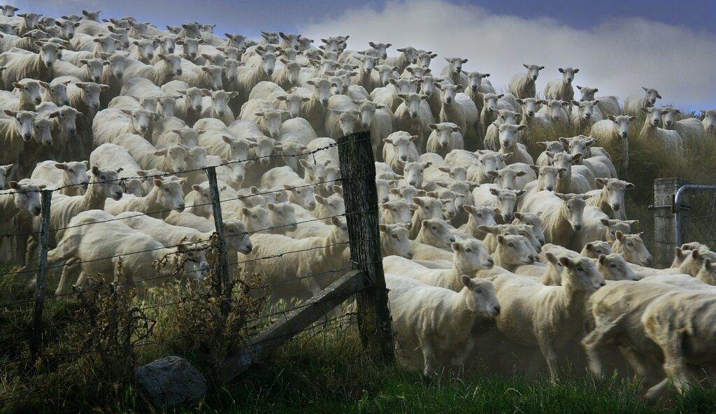 herd pushing boundaries
