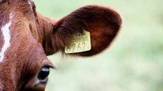 A brown cow with barcoded yellow eartag